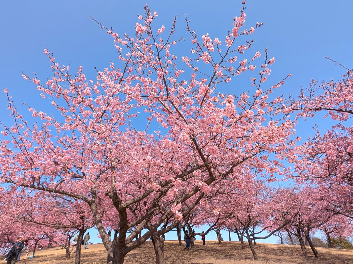 ﾄﾞﾗｲﾌﾞ400 tweet media