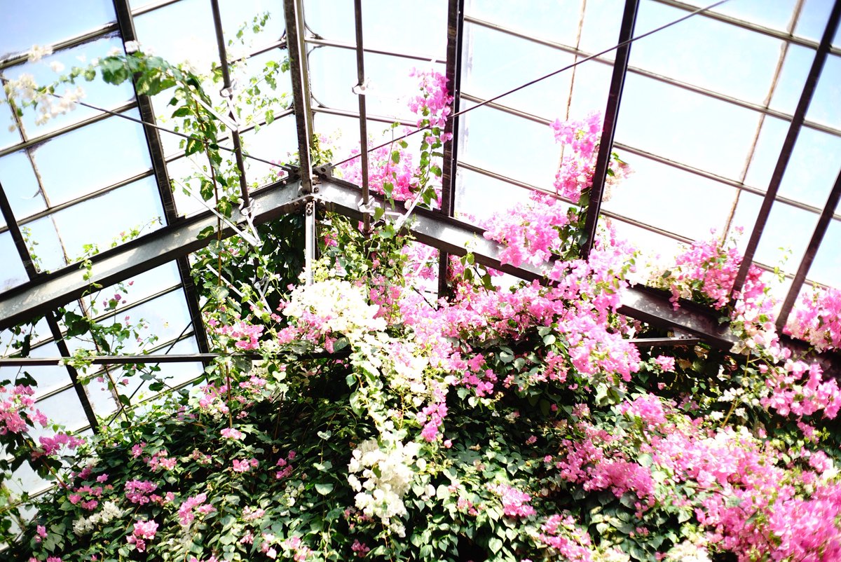 しょうた tweet media