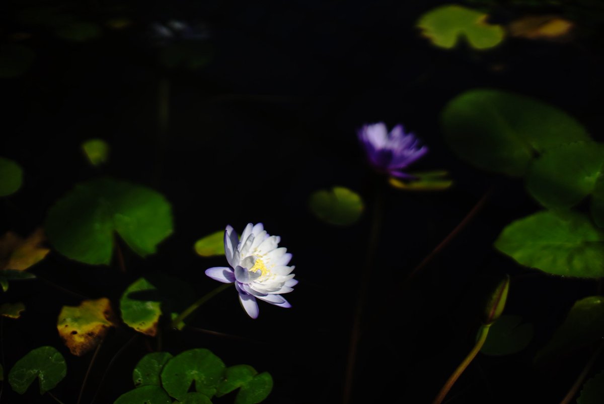 しょうた tweet media