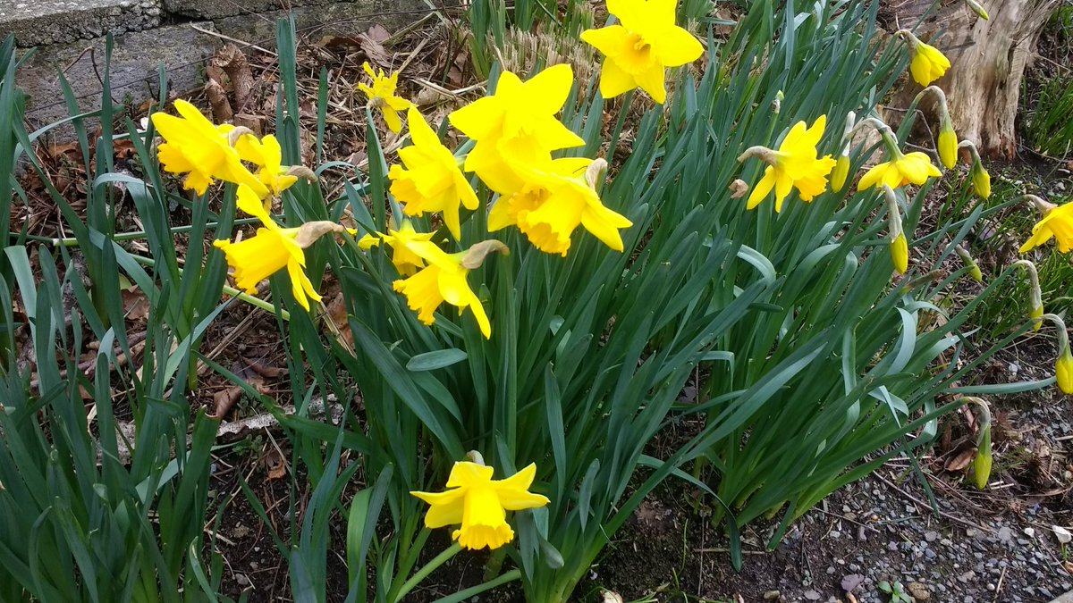 Bangor University Modern Languages & Cultures tweet media