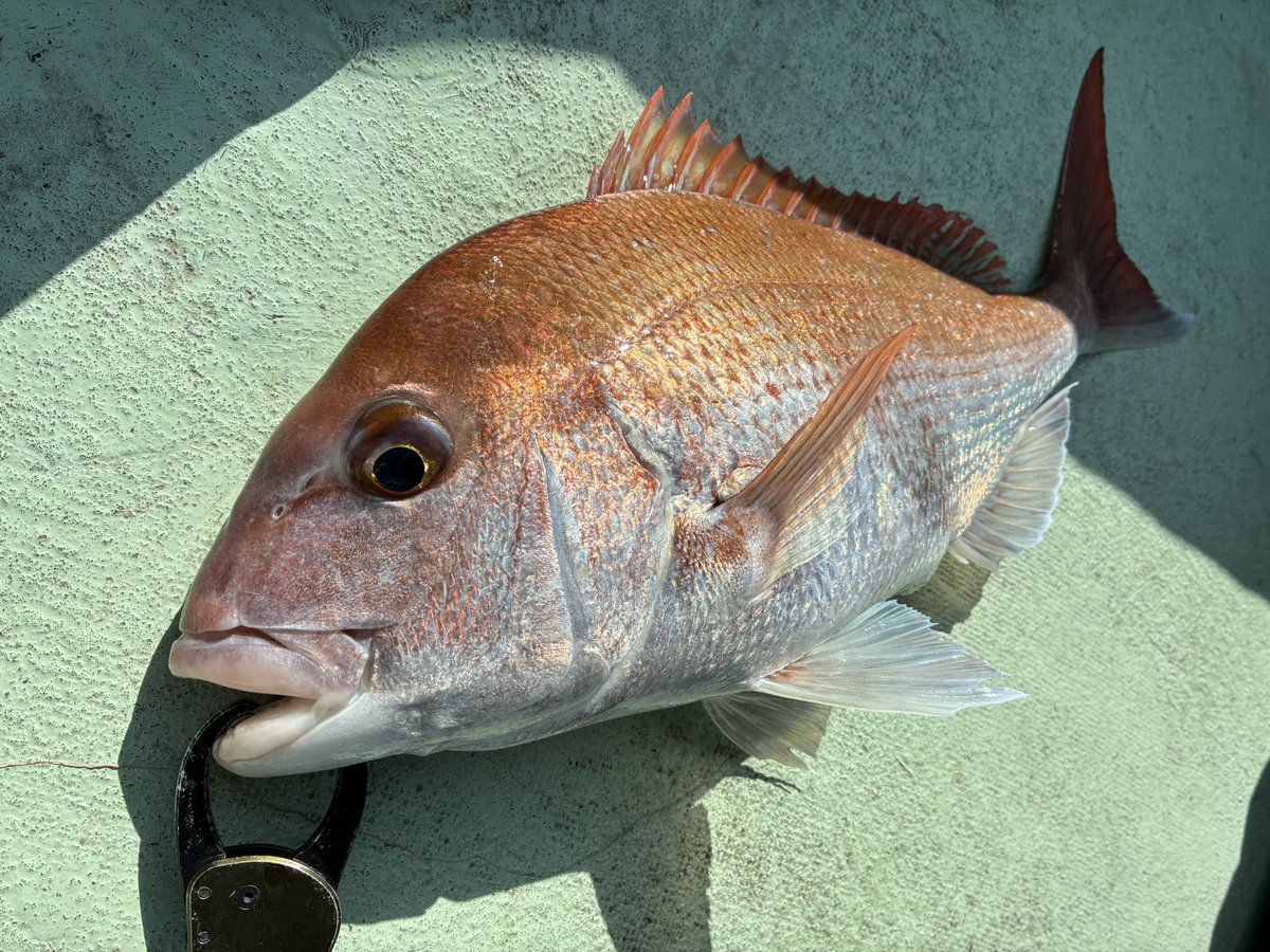 fish_doodle_doo's tweet photo. 船内1匹のうちの1匹✨
久しい釣果ww
新ロッド鱗付！綺麗な54cm
#タイラバ #天龍 
#レッドフリップ
#rf652slcn https://t.co/h1TYkQ2v2y