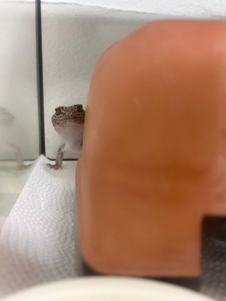 身バレするの怖くてレオパの写真上げれてなかったんだけど、めっちゃ可愛い顔してたから見て欲しい