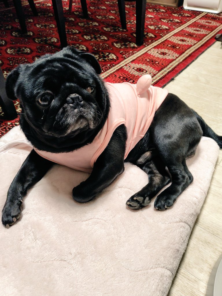 トリミングの順番を待つマグたん＆帰ってまったりするマグたん🐶お疲れ様でした☺️
#パグ　#黒パグ