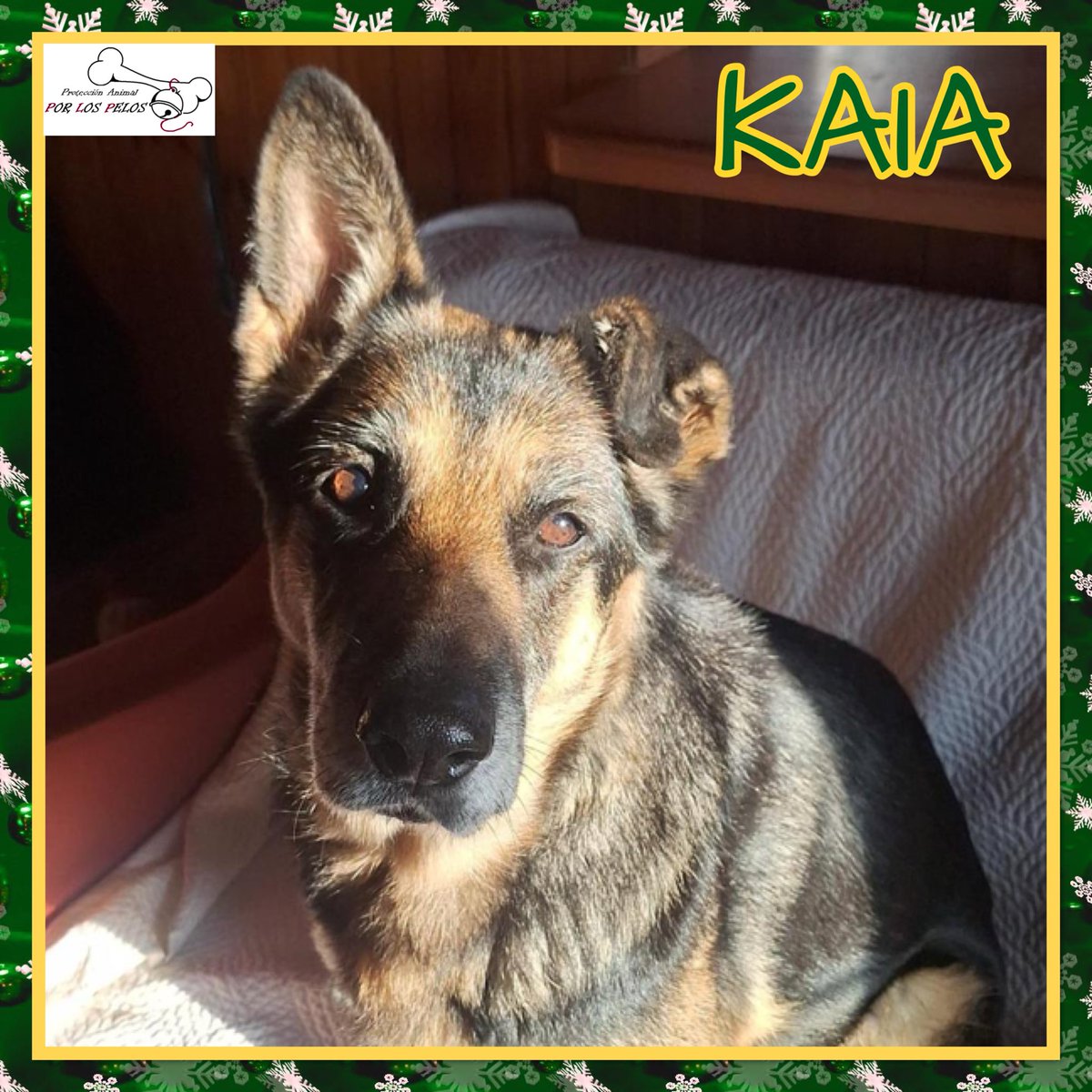 🐶KAIA🐶 #mestiza 8añitos, tamaño mediano busca URGENTEMENTE #acogida #adopcion después de ser abandonada. Ha pasado toda su vida pariendo sin ninguna atención ni cariño. Ha llegado su momento para ser feliz. Bien con gatos y perros pequeños.Escríbenos. 👉 protectoraporlospelos.org/ficha-2215