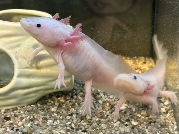 ほなみ tweet media