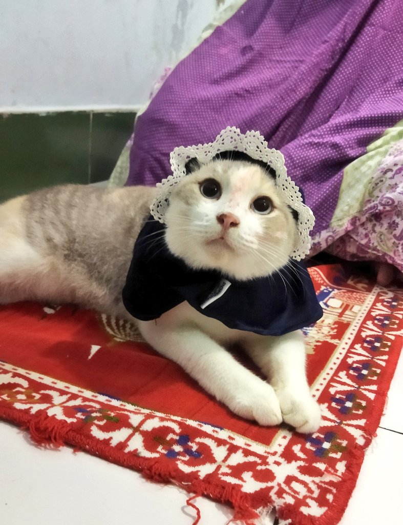 Kukis 😾 tweet media