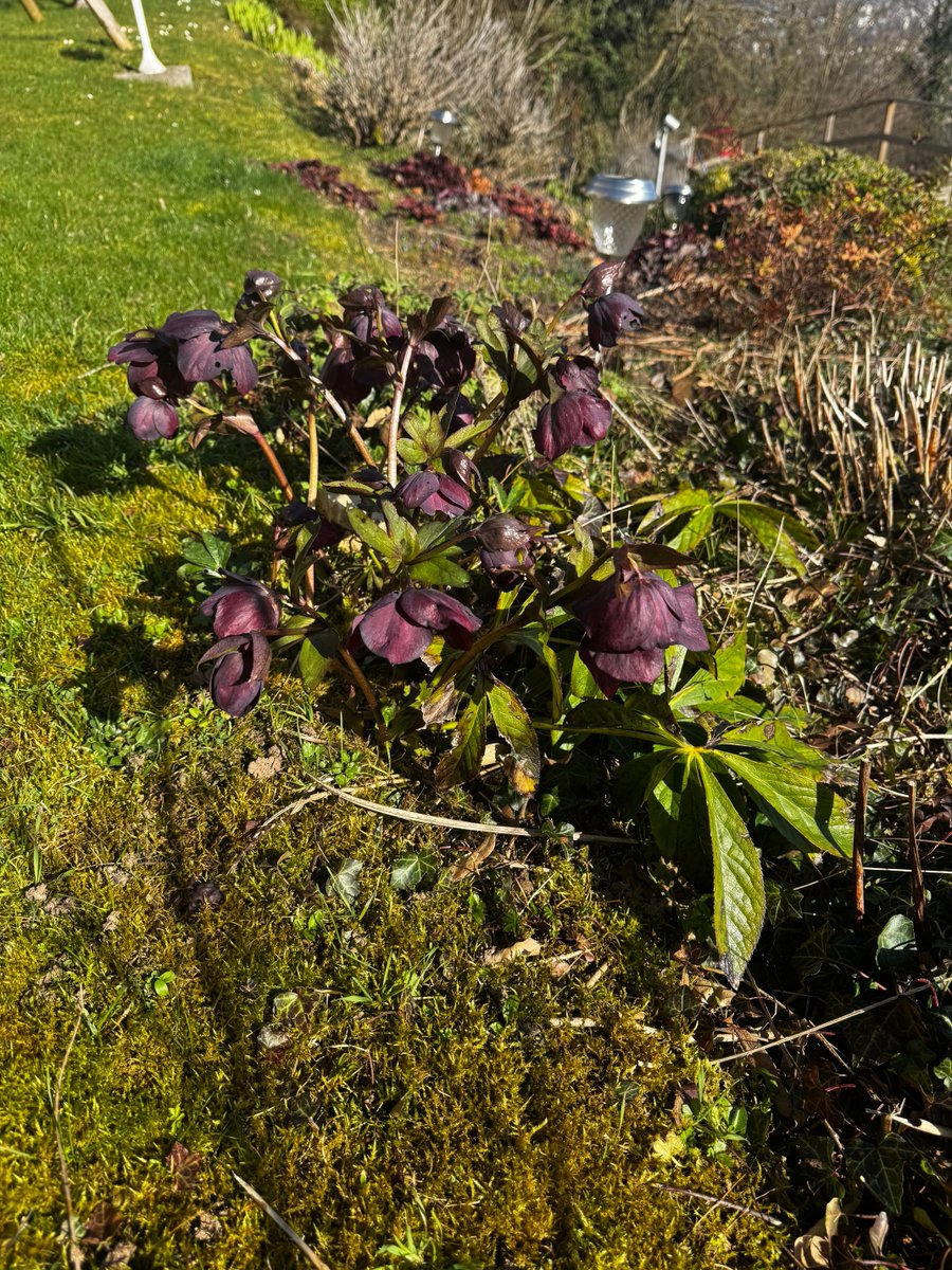 Alain Guy Frisoni tweet media