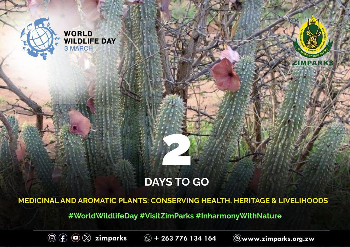 Zimparks tweet media