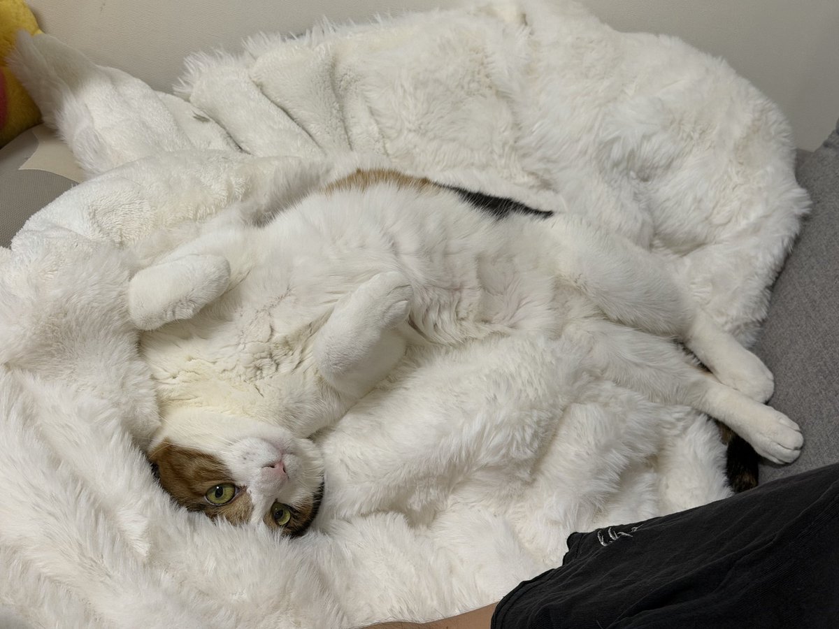 rossirossi_'s tweet photo. 白い毛布と同化し発見出来なかったうちの猫 https://t.co/M6a13KBynN