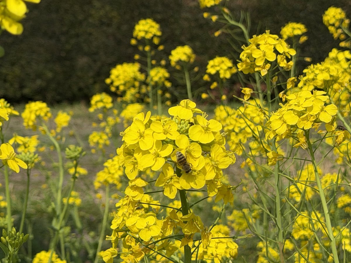 鹿児島は菜の花があちこちで咲き乱れ、
すっかり春の陽気です。

2月27日
【フルーツセット】
大将季1kg(3-4玉)
いちご(大きさ不選別)

【野菜セット】
トマト(Lサイズ2玉)☆
きゅうり☆
なす☆
にんじん★
大根☆
こまつ菜★
ほうれん草★
小ねぎ☆
★は無農薬・有機栽培 ☆は減農薬栽培