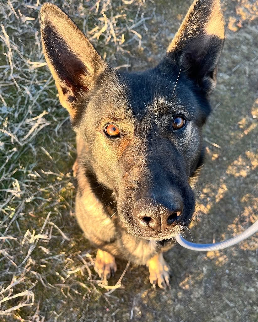 8415_n's tweet image. GINGER is safe at #Spokane Humane, but she wants to become a beloved family member &amp;amp; is looking forward to meeting you at a meet-and-greet.

She's a beautiful #EastGermanShepherd, a #workingdog breed known for intelligence, unparalleled loyalty &amp;amp; versatility. #SpokaneWA #gsdlove