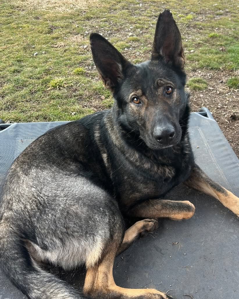 8415_n's tweet image. GINGER is safe at #Spokane Humane, but she wants to become a beloved family member &amp;amp; is looking forward to meeting you at a meet-and-greet.

She's a beautiful #EastGermanShepherd, a #workingdog breed known for intelligence, unparalleled loyalty &amp;amp; versatility. #SpokaneWA #gsdlove