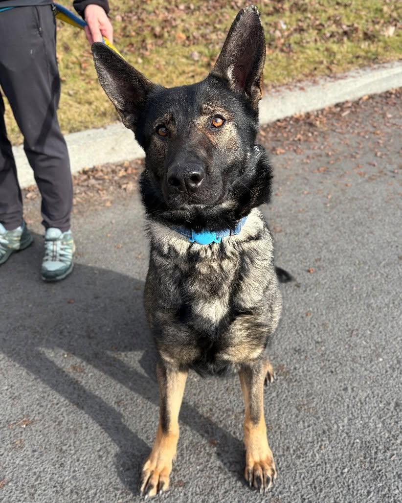 8415_n's tweet image. GINGER is safe at #Spokane Humane, but she wants to become a beloved family member &amp;amp; is looking forward to meeting you at a meet-and-greet.

She's a beautiful #EastGermanShepherd, a #workingdog breed known for intelligence, unparalleled loyalty &amp;amp; versatility. #SpokaneWA #gsdlove