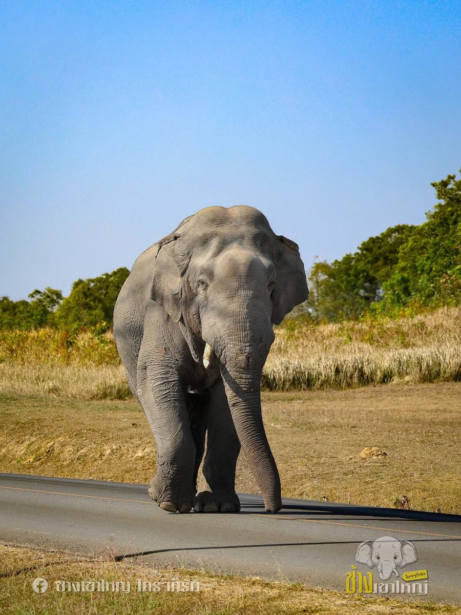 🦣🌳ช้างเขาใหญ่เขาฉลาด 
เวลาเจ็บป่วย ก็มักจะออกมาให้คนเห็น จะได้ช่วยรักษา
เขาจะวนเวียนอยู่ในสถานที่ๆ เราสามารถพบเห็นให้ยาได้ต่อเนื่อง ไม่ต้องติดตามค้นหามากนัก พอเขาได้รับการรักษาจนหายหรือเกือบหาย เขาจึงจะเดินเข้าป่าหายไป
   🦣 💊 (ภาพ : 02/02/69) #พลายด้วน
Cr:ช้างเขาใหญ่ใครๆก็รัก