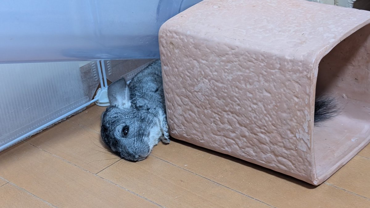 はなげさん tweet media