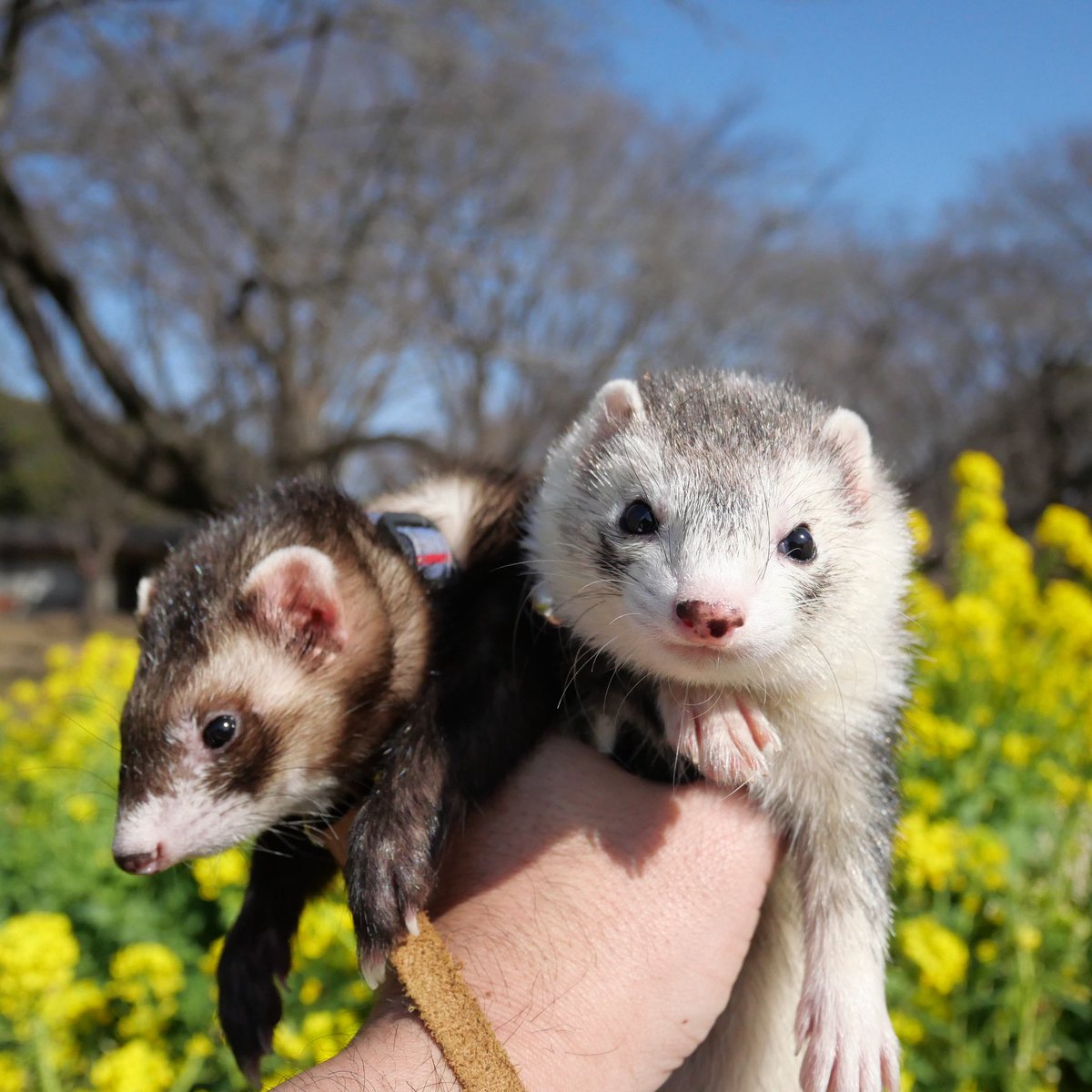 あっきー様ʢ☘︎-·̮•̯ʡʢ•̯·̫-☀︎ʡ (@ackey_73) / Posts / X