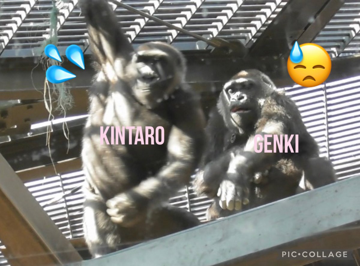 ごりらbibouroku (@bibouro03256910) / Posts / X