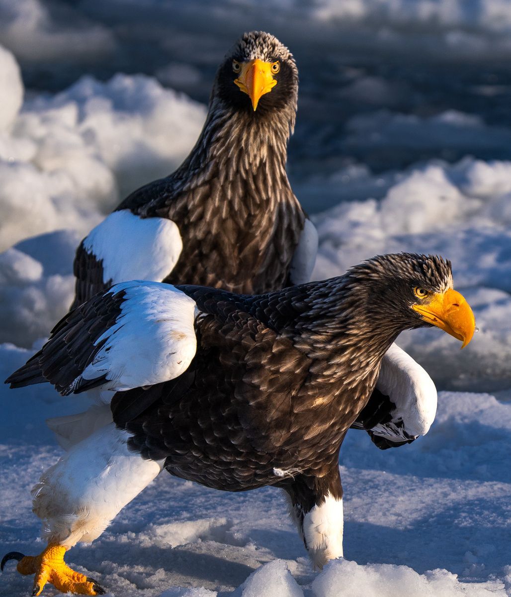 猛禽類の魅力がコレ一枚に詰まってる