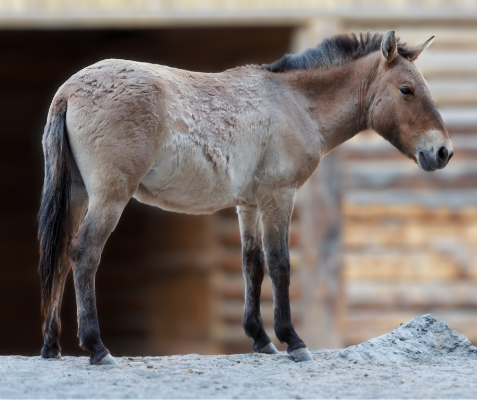 Network For Animals 🐾 tweet media