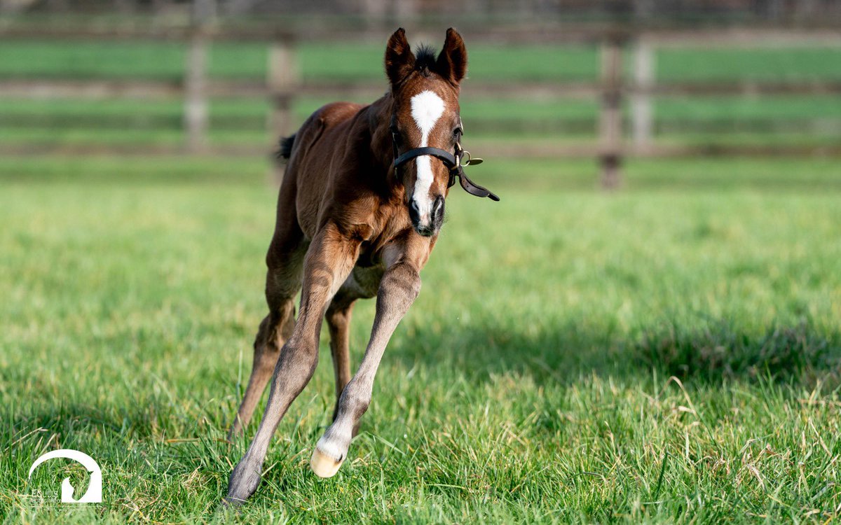 Blue Diamond Stud tweet media