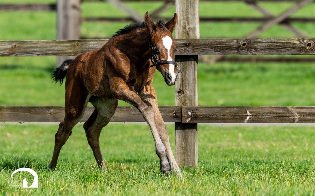 Blue Diamond Stud tweet media