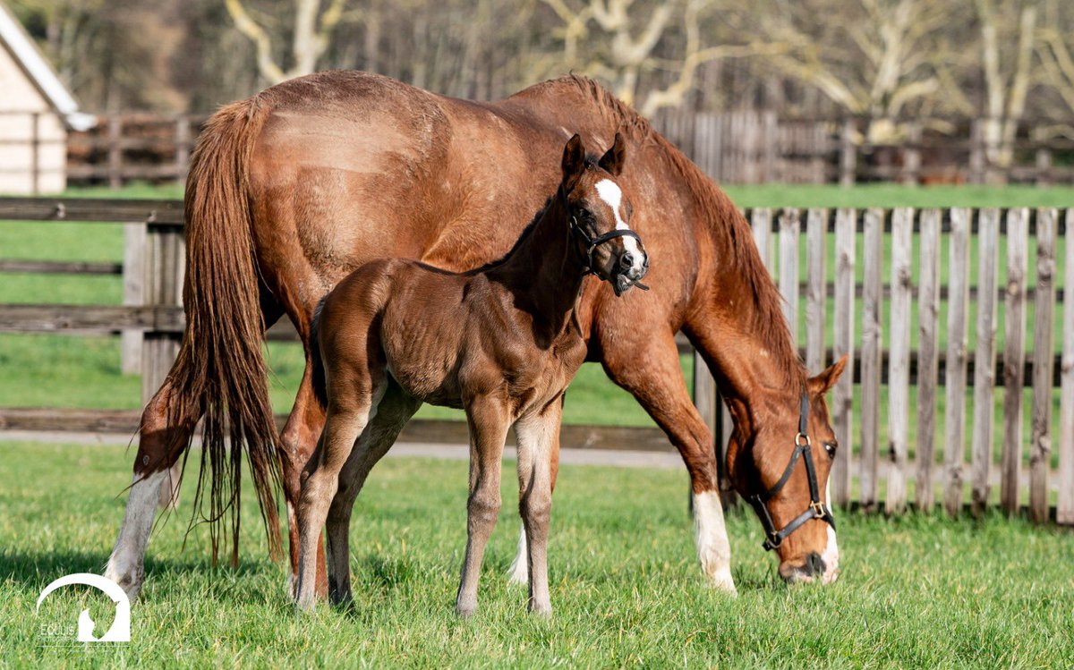 Blue Diamond Stud tweet media