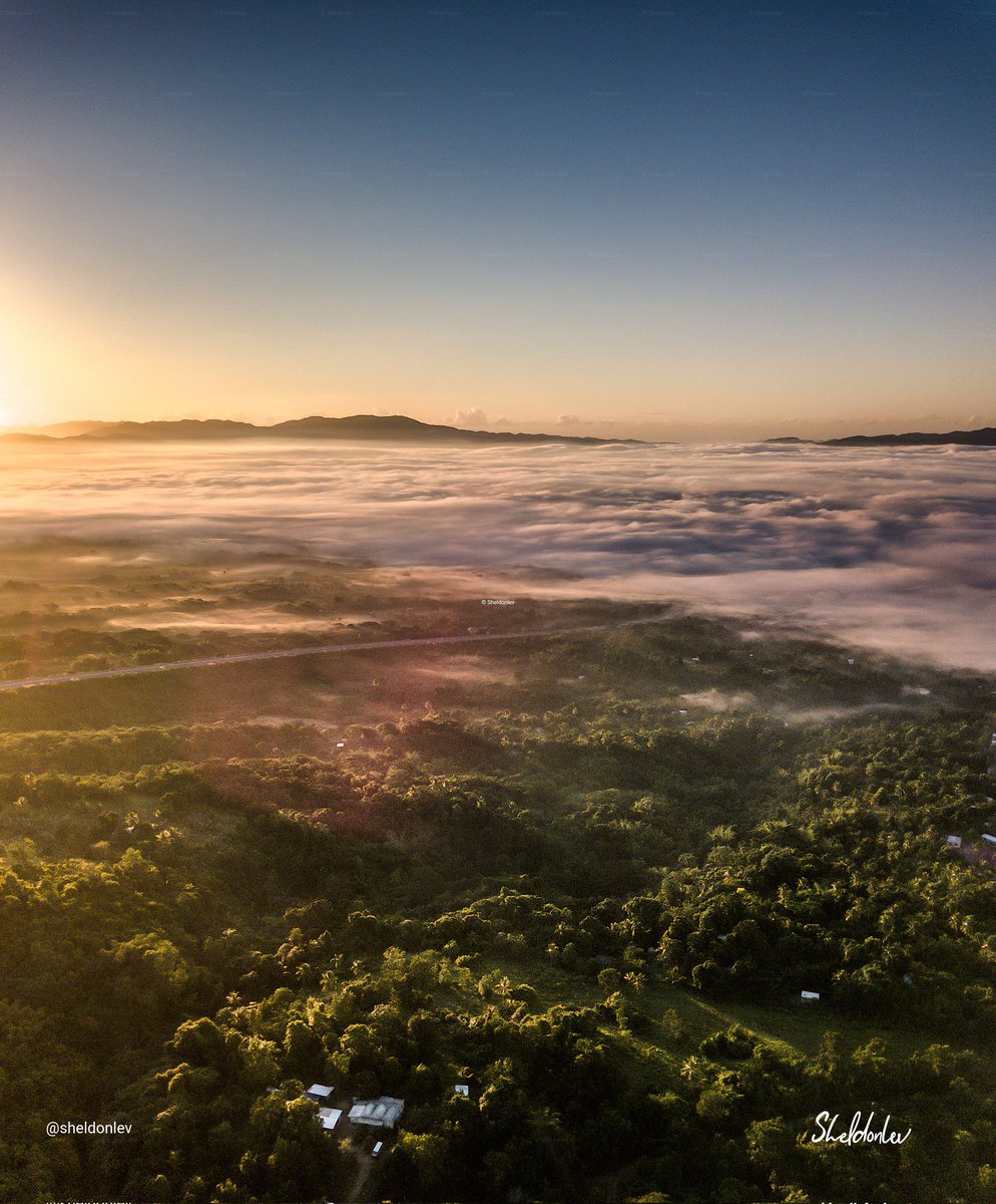 Sheldon Levene tweet media