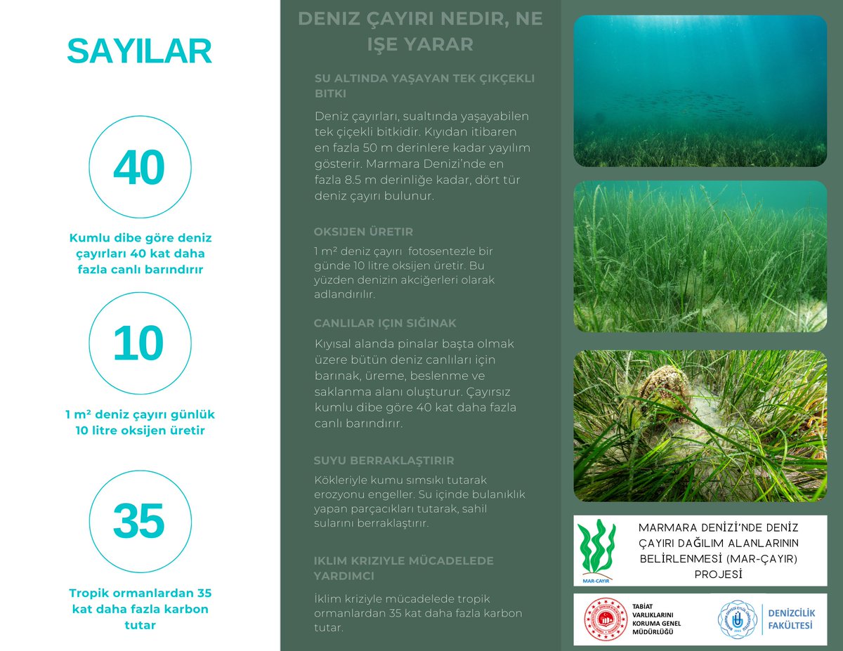 profmustafasari's tweet photo. DENİZ ÇAYIRI NEDİR, NE İŞE YARAR?
🍃🍃Bugün 1 Mart Dünya Deniz Çayırları Günü. Deniz çayırının neden önemli olduğunu biliyor muyuz? Çayırla kaplı alan, çayırsız alana göre 40 kat fazla canlı barındırıyor. Günlük 10 m²'den fazla oksijen üretiyor. Tropik ormanlardan 35 kat fazla karbon tutarak iklim değişimiyle mücadelede bize yardımcı oluyor. Başka? Devamı görselde.
