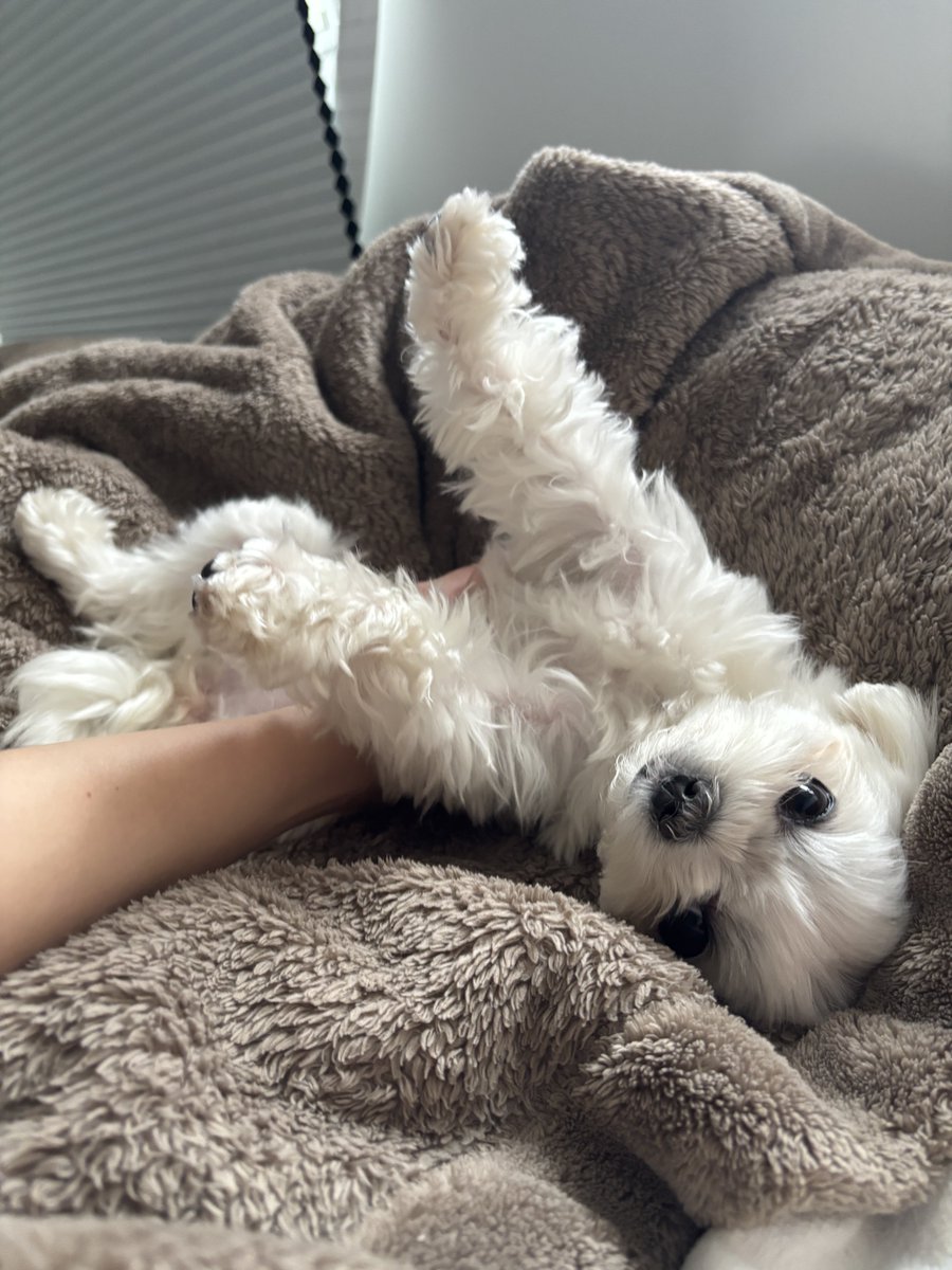 もじゅ tweet media