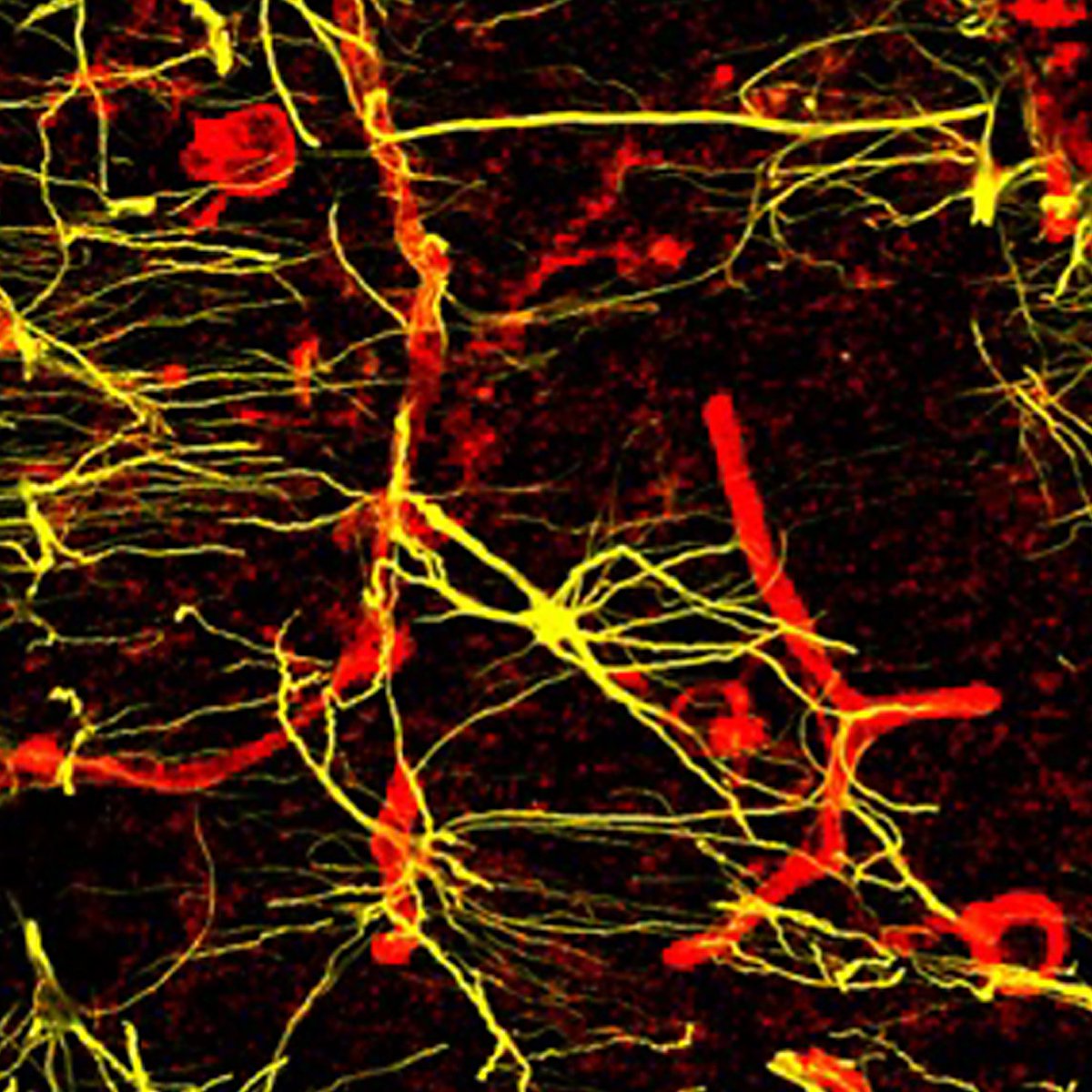 Zoltan Molnar tweet media