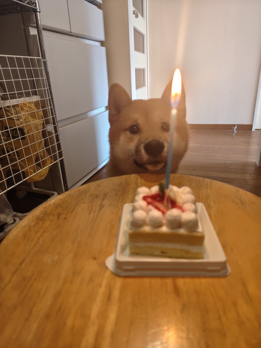 nanpen_y's tweet photo. かわいいかわいいちゃのちゃん、1歳のお誕生日おめでとう！ https://t.co/n76Bxc3pKO