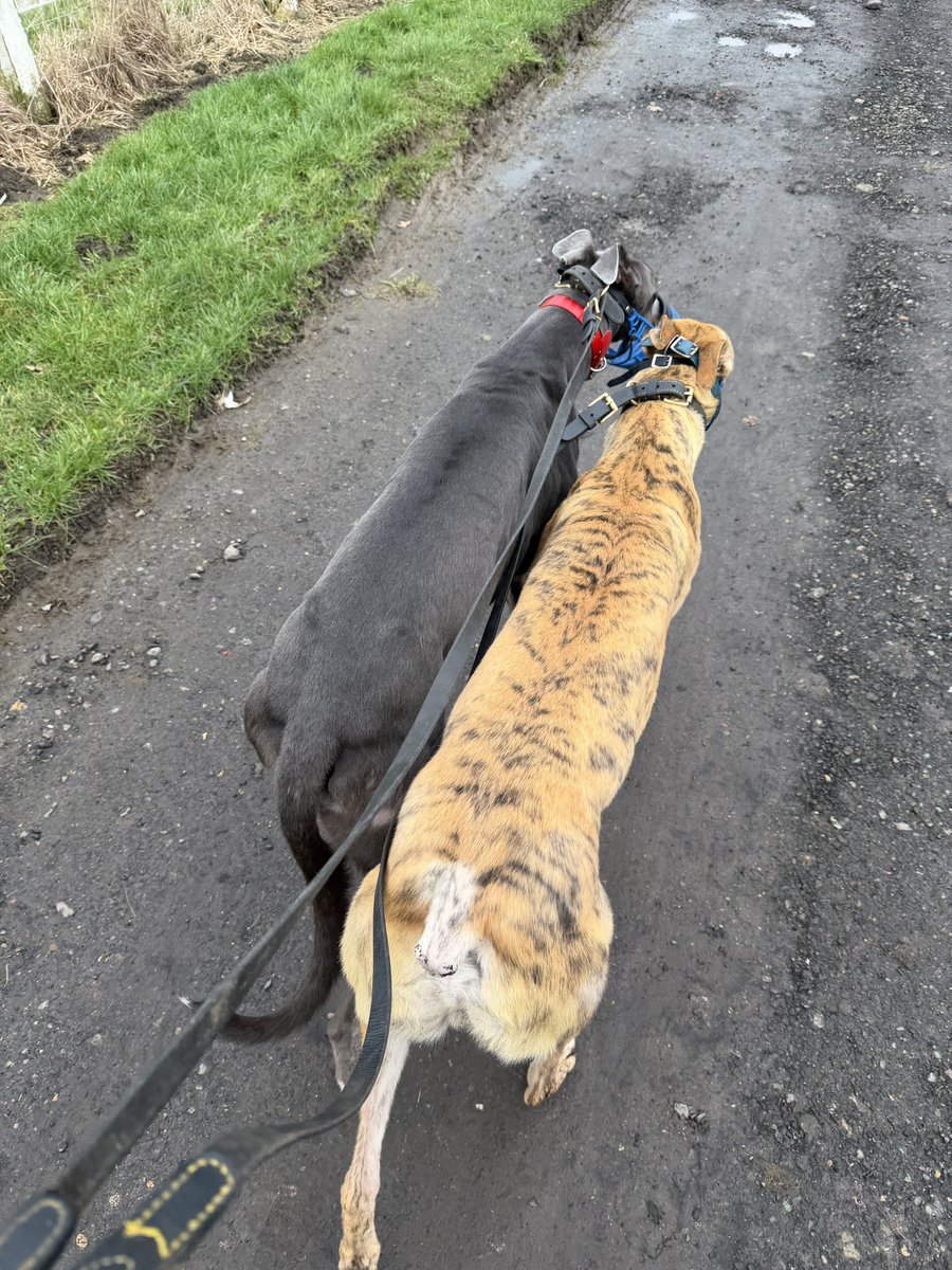 Ben Collins tweet media