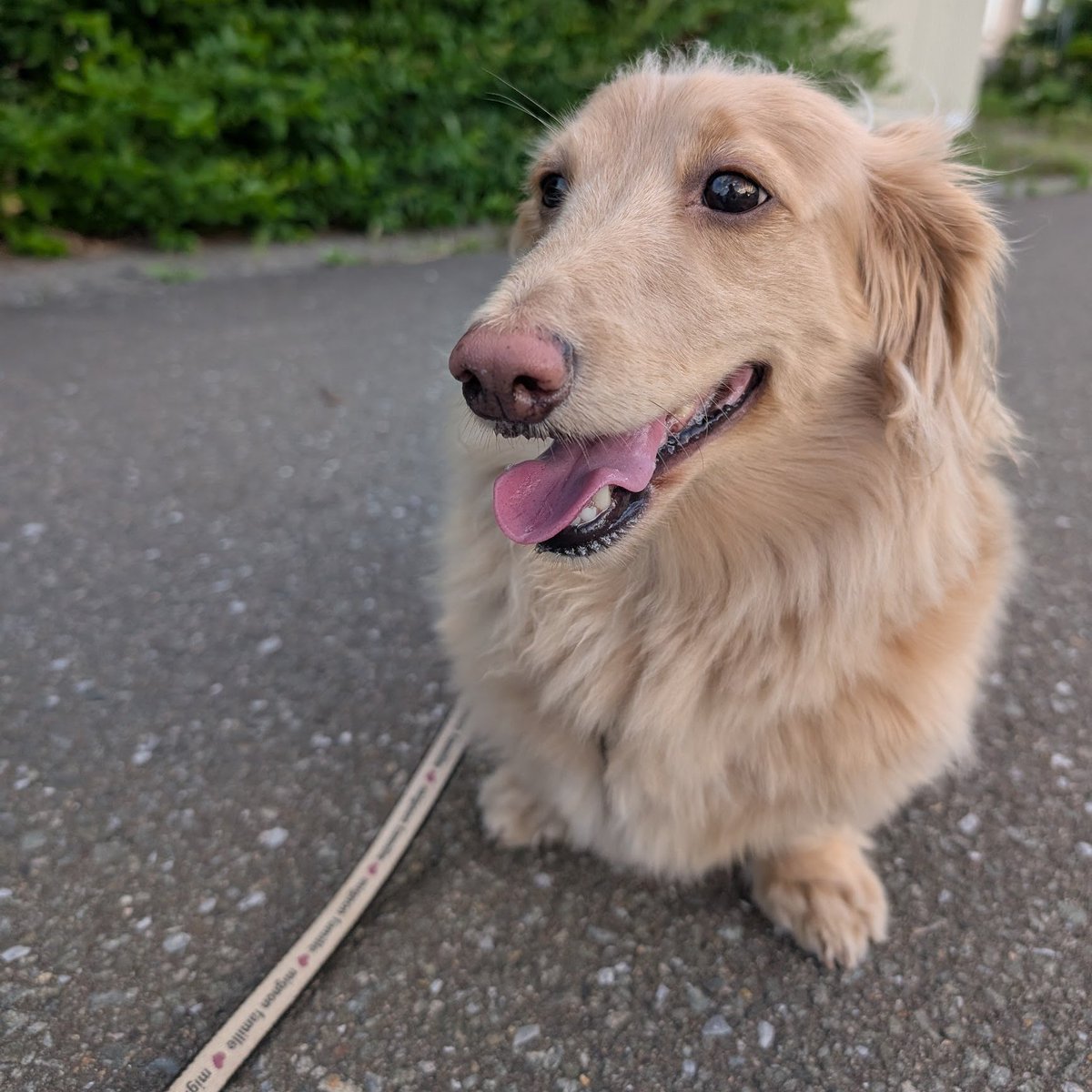 らきぐり tweet media