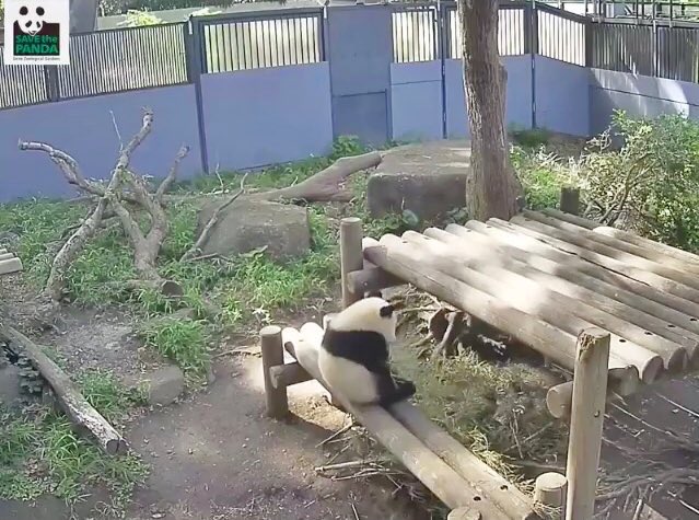 お姉シャン、ちびっ子🐼の背中🥰ライブカメラ幸せだったなあ🥹
2018.5.21
#シャンシャン　#香香　#上野動物園　#ライブカメラ