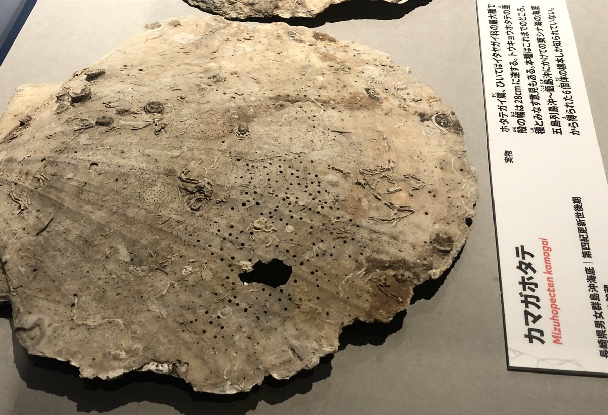 大絶滅展の個人的感動ポイント12 新生代の化石標本の展示も充実してい