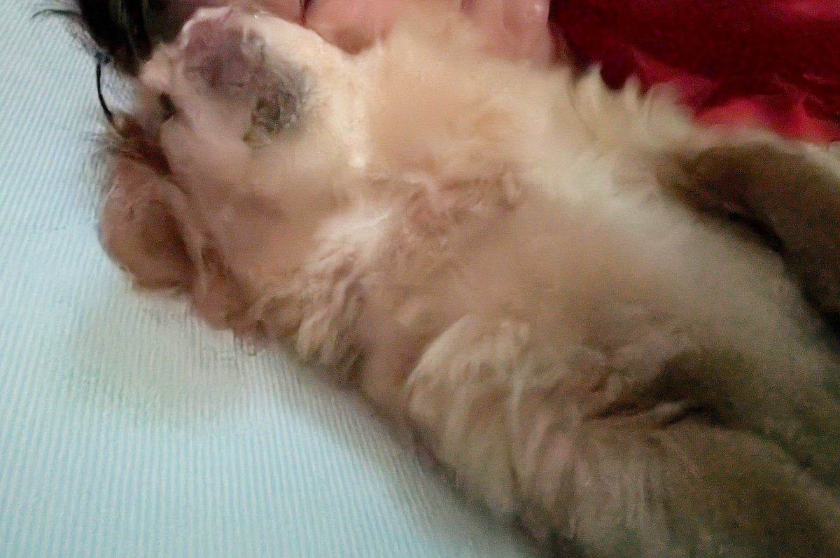 らきぐり tweet media