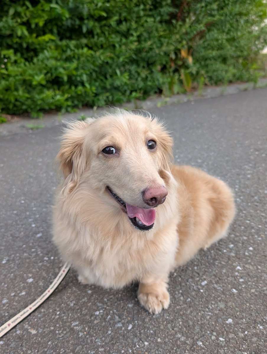 らきぐり tweet media