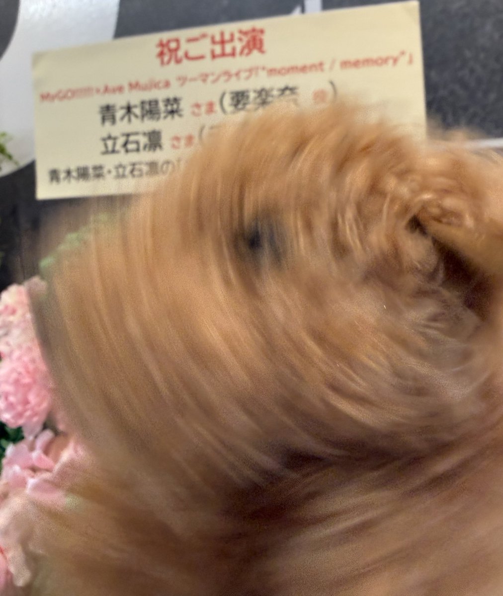 青木陽菜・立石凛の「ひなりんお」 tweet media