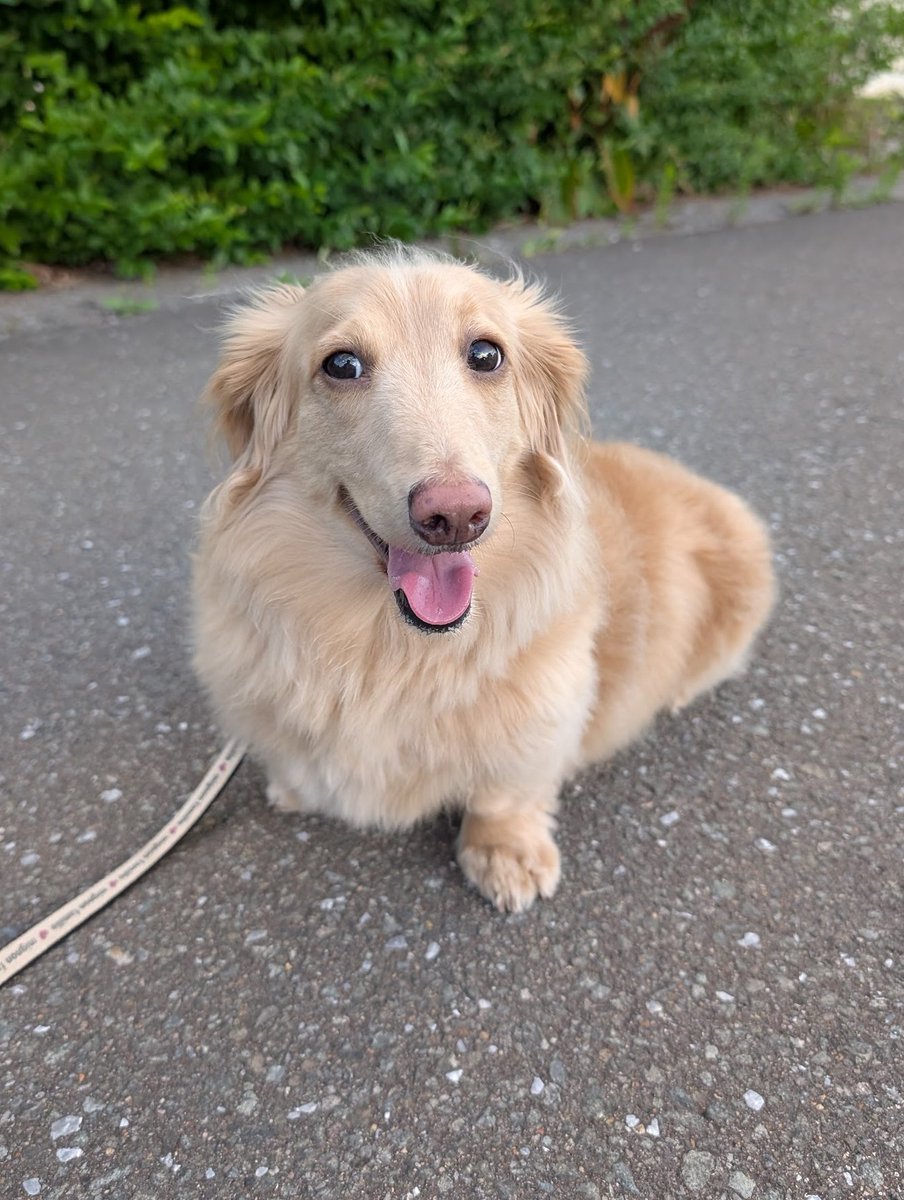 らきぐり tweet media