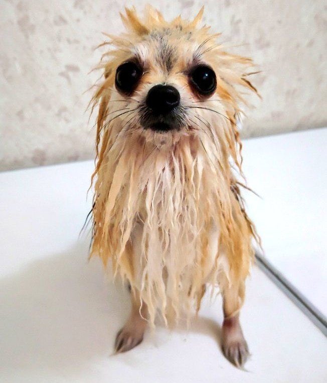 lo que me imagino que le pasa a pombon cuando le hacen un pistola agua