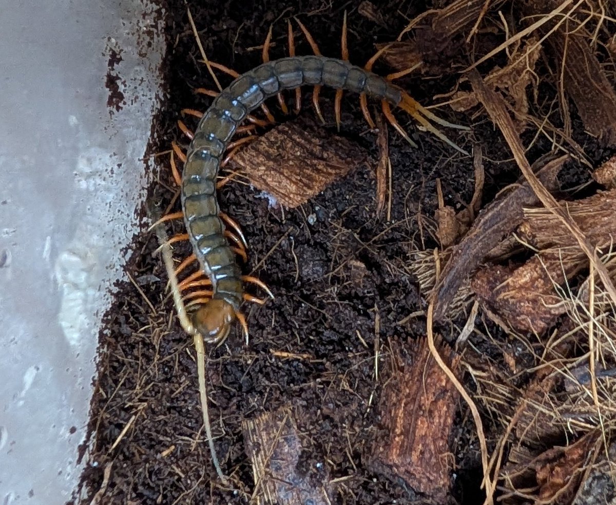 RIKU-蟲 tweet media