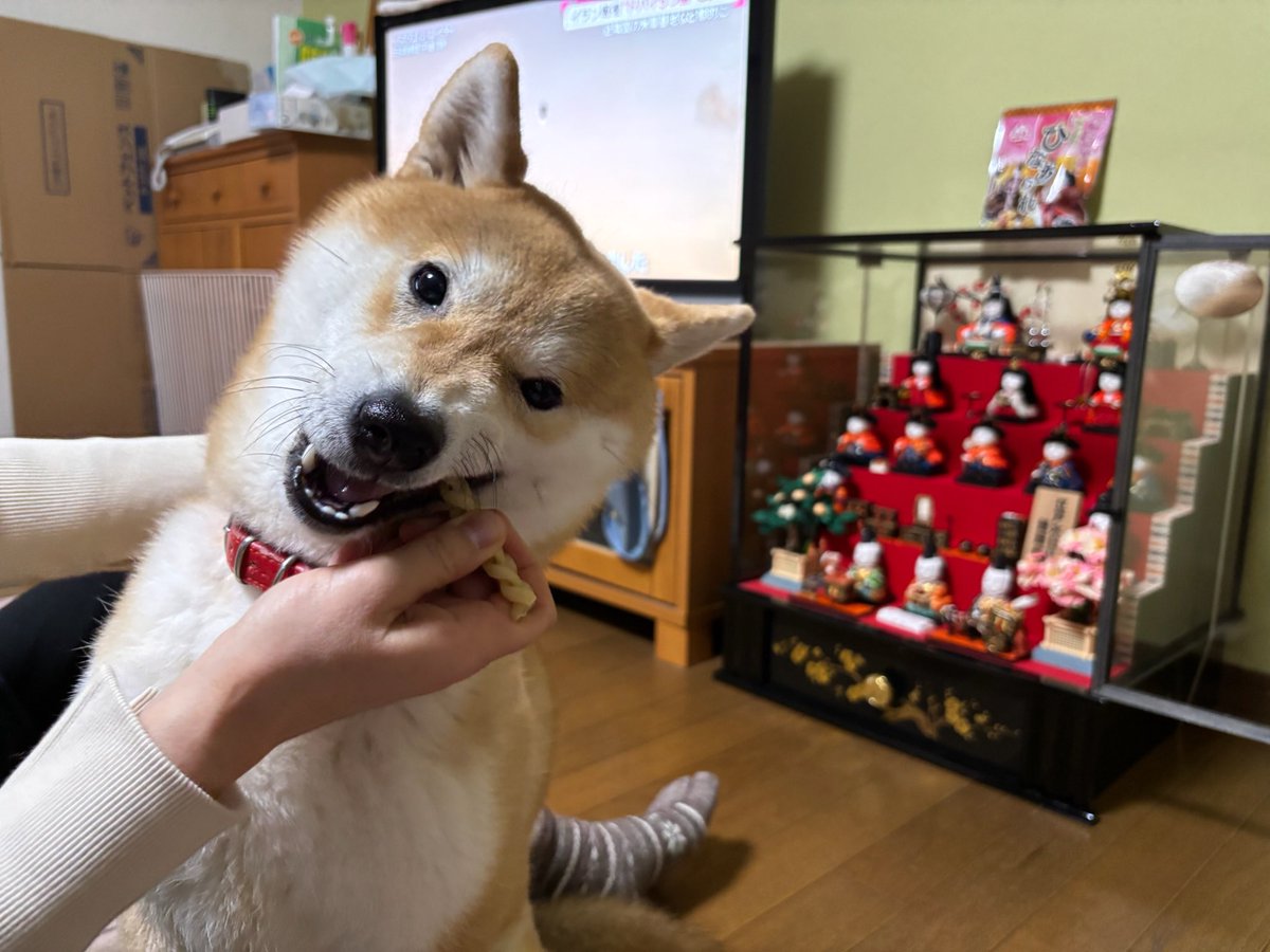 柴犬こめ1歳 (@shibainukome) / Posts / X