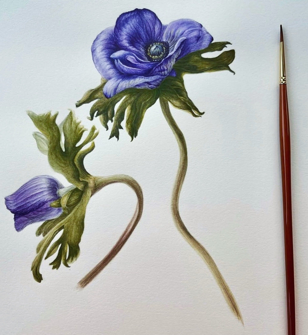 Happy 1st day of March and St David’s day. Anenomes in watercolour.