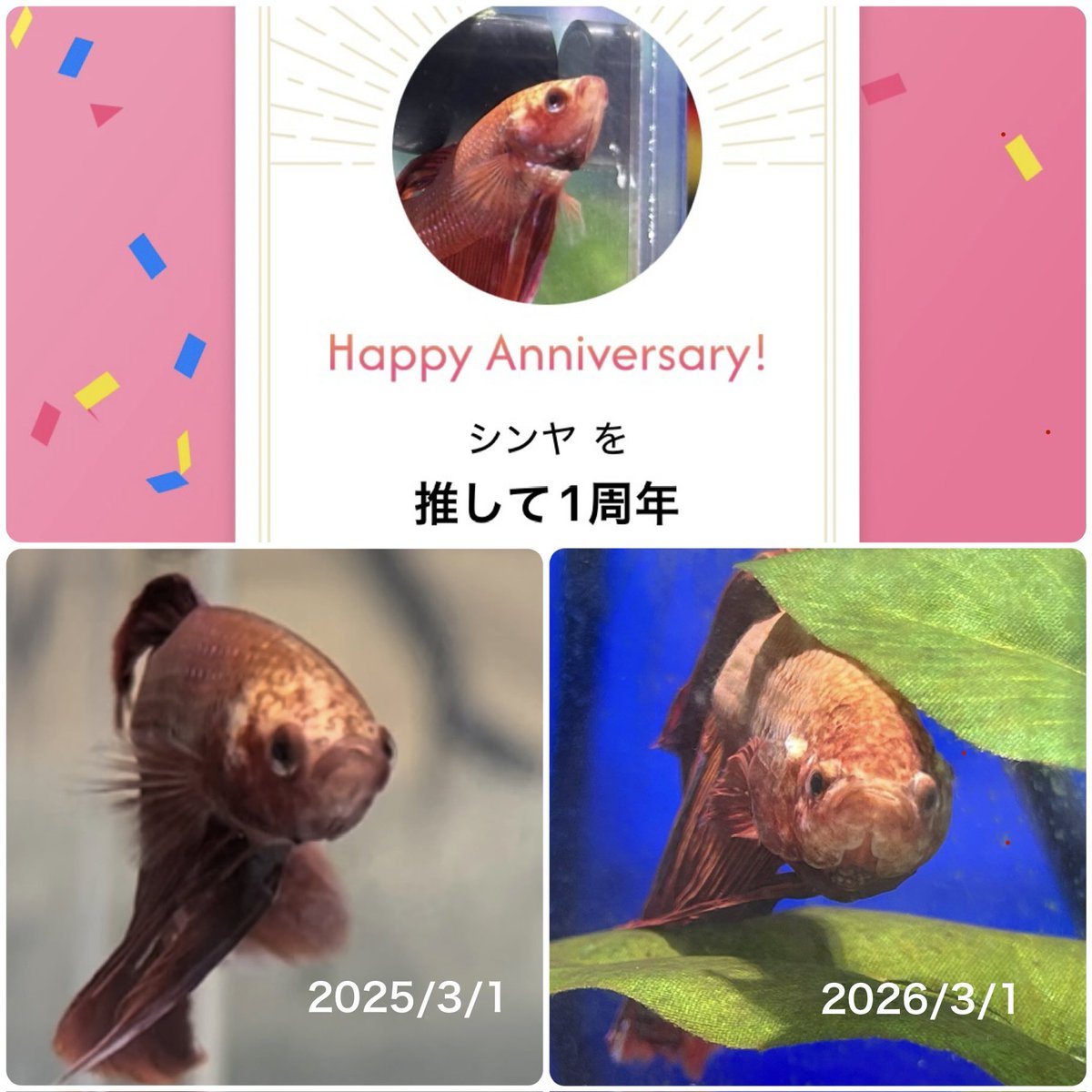 mios0617's tweet photo. しんちゃんお迎え1周年になりました🙌

今日は暖かいけど、
去年の3/1は真冬の寒さでした。
それなのにﾋｰﾀｰ無し��ﾎﾑｾﾝの出入口そばのﾜｺﾞﾝに置かれていました。

幼かった彼も1年で立派なオジサンになりましたww
このまま元気で2周年を迎えられるといいな☺️

#うちのベタ
#飼い主バカ https://t.co/PAhCkspuTv