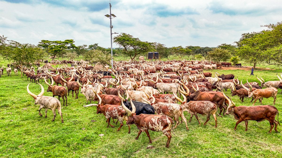 StateHouseUg's tweet image. President @KagutaMuseveni and the First Lady. Hon. @JanetMuseveni hosted the Bazzukulu at Kisozi Farm for the Jazz with Jajja – Ranch Edition.