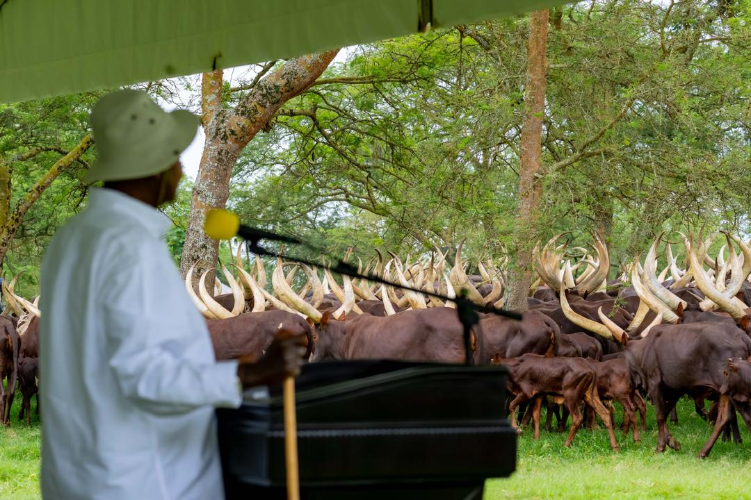StateHouseUg's tweet image. President @KagutaMuseveni and the First Lady. Hon. @JanetMuseveni hosted the Bazzukulu at Kisozi Farm for the Jazz with Jajja – Ranch Edition.