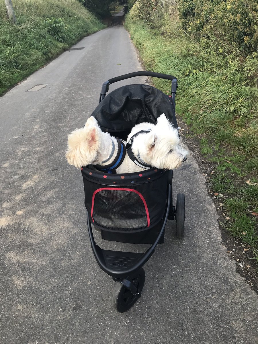 Julia Brett and Teddy tweet media