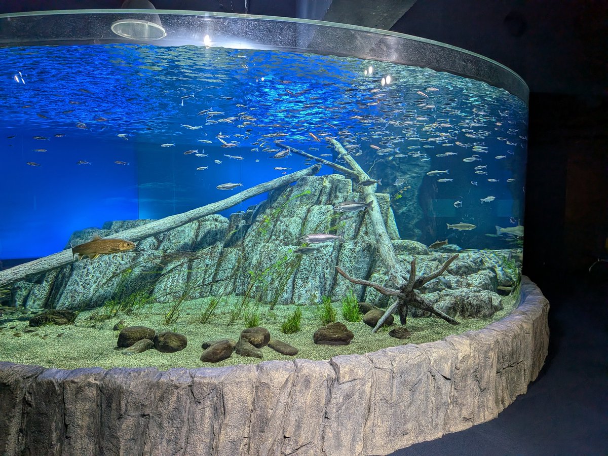 Unamekujiphoto's tweet photo. ココ好き水族館水槽〜 https://t.co/lFxrZuYEeD