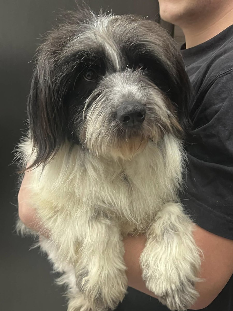 EverMore Dog Rescue tweet media