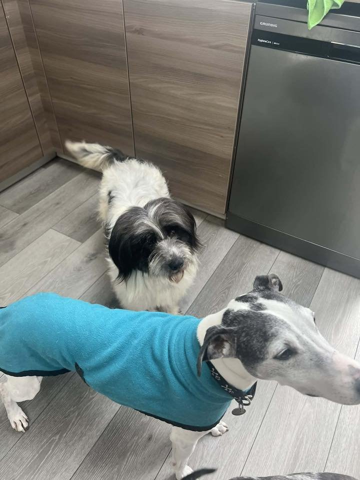 EverMore Dog Rescue tweet media